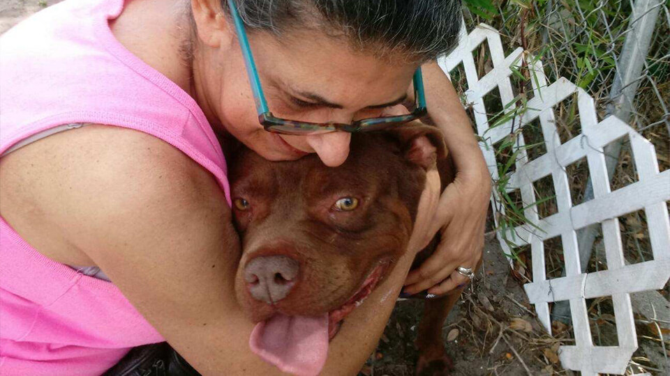 Paws Fur Recovery Non Profit Dog Rescue In Port Saint Lucie Florida