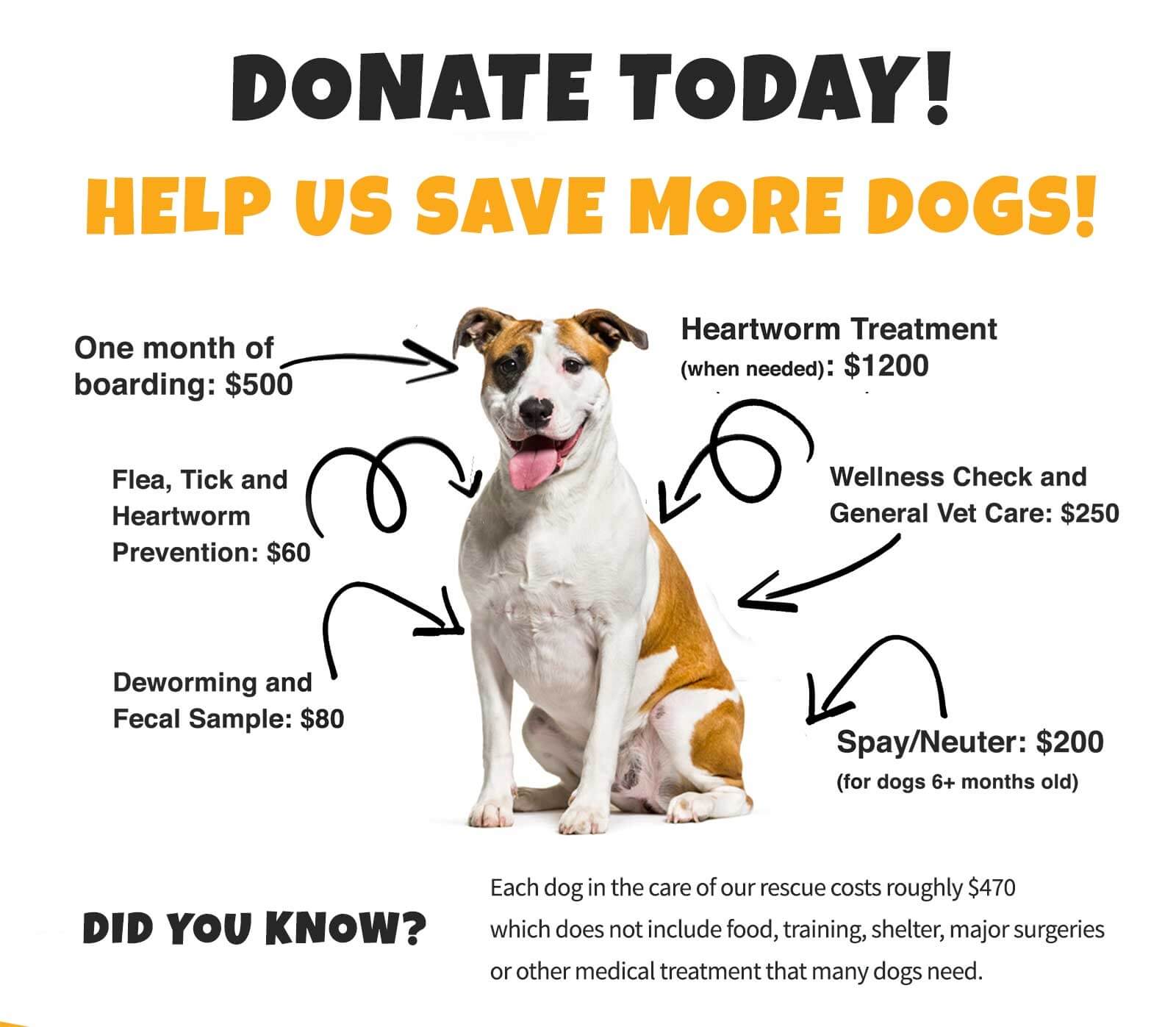 Why Donate to Paws Fur Recovery?